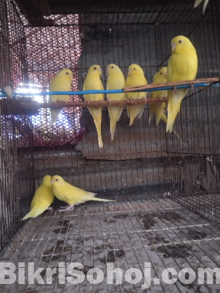 লোটিনো রেড আই বাজরিগার বেবি